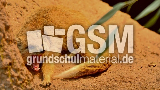 Fuchsmanguste (2).jpg